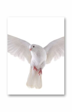 flying dove