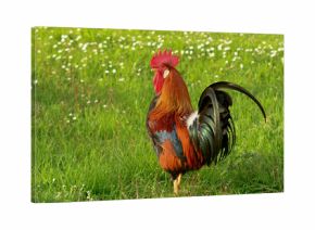 gallo di razza livornese collo oro