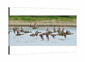 wild ducks flying over the lake