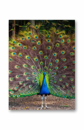 Wild Peacock goes in dark forest with Feathers Out