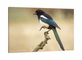 Magpie ( Pica pica ) perched on a branch