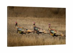 Wild turkeys with amazing color walk through field
