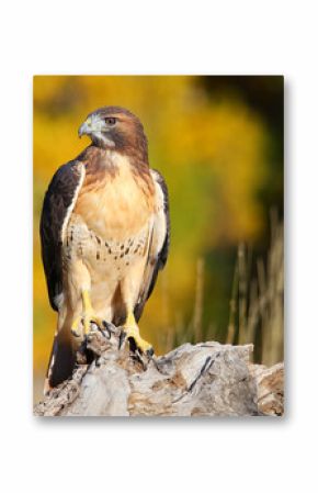 Red-tailed hawk sitting on a stump