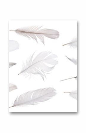 set of eleven light grey feathers isolated on white