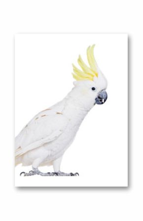 Sulphur-crested Cockatoo, isolated on white