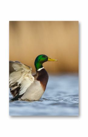 a wild duck