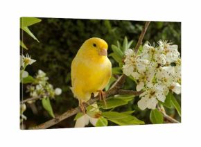 Canary on a branch of a flowering pear.