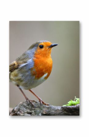 Robin bird on branch