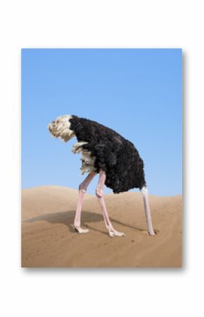 scared ostrich burying its head in sand concept