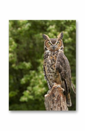 Great Horned Owl