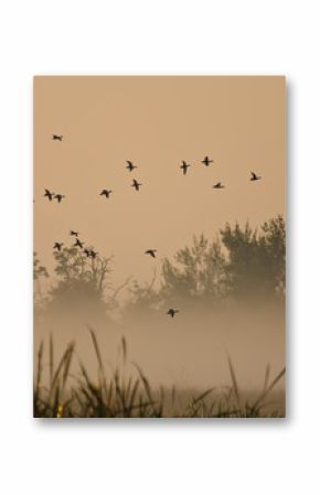 Early Morning Flight of Ducks Above Foggy Marsh