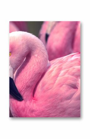 Chilijski Pink Flamingo