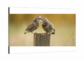 Little owl kissing