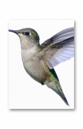 Isolated Ruby-throated Hummingbird