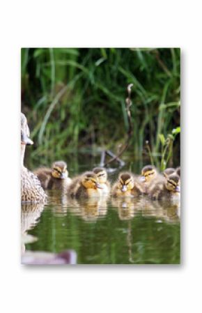 Mother duck with her ducklings