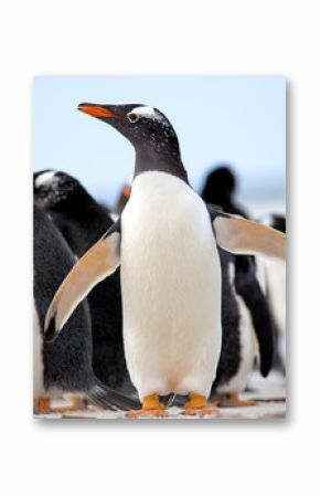Gentoo Penguins (Pygoscelis papua) Falkland Islands.