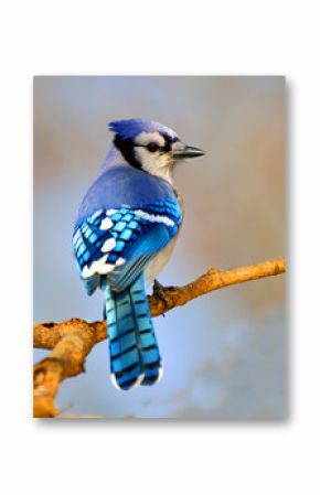 Blue Jay sitting on Branch