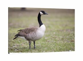 Lone canadian goose on green grass