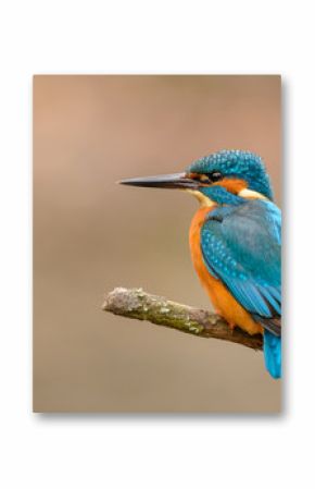 Common Kingfisher (Alcedo atthis) perching on a branch.