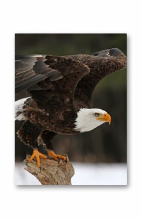 A Bald Eagle (Haliaeetus leucocephalus) taking off..