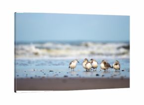 Strandläufer