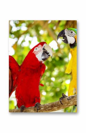 Two beautiful carribean maccaws on exotic beach at Saona island