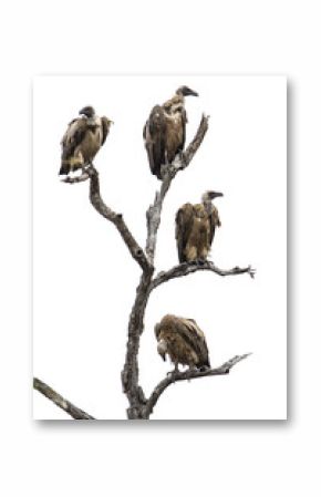 Cape vulture isolated in white background