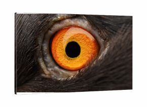 pigeon eye
