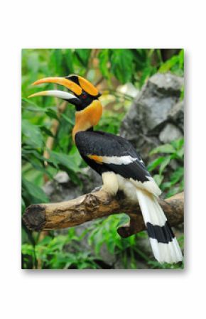 Hornbill