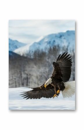 Bald Eagle ( Haliaeetus leucocephalus ) landed on snow