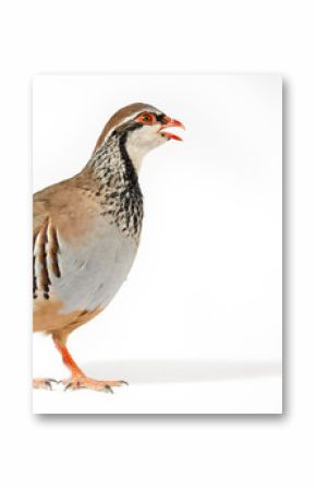 Wildlife studio portrait: Red-legged partridge on white background. Blank space at right.