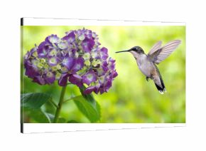Hummingbird Hovering on Hydrangea