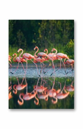 Caribbean flamingo standing in water with reflection. Cuba. Reserve Rio Maxima.