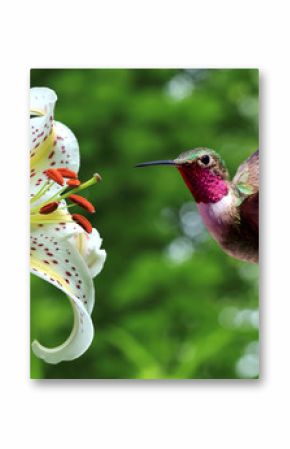 Hummingbird hovering next to lily flowers panoramic view