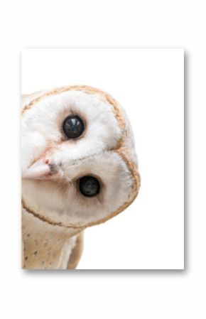 common barn owl ( Tyto albahead ) isolated