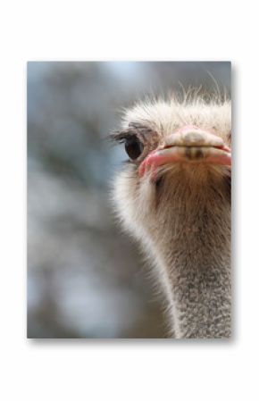 ostrich bird head and neck front portrait in the park