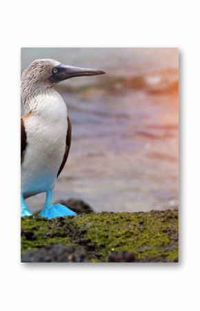 Blue footed booby at Galapagos