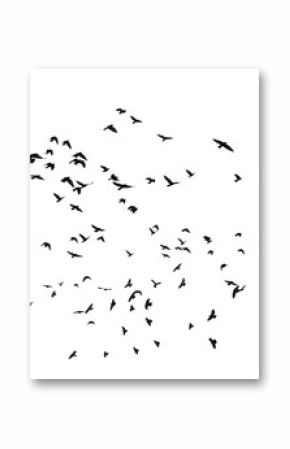 flock of birds isolated on white background, with clipping path, Rook (Corvus frugilegus)