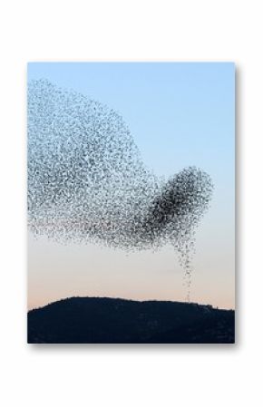 Etourneaux dans un ciel couchant