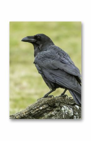 raven (corvus corax)