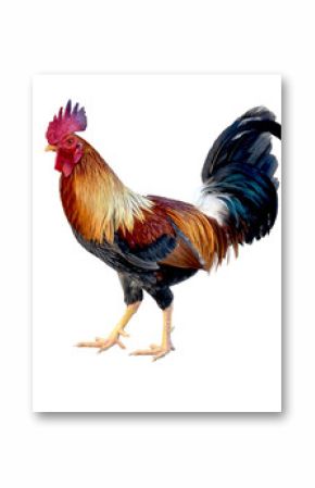 Rooster on white background