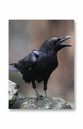 Black bird raven with open beak sitting on the stone