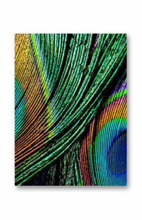 Peacock feather , close up