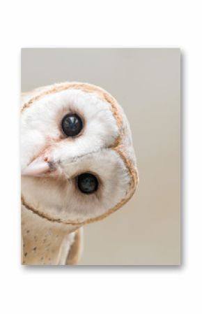 common barn owl ( Tyto albahead ) close up