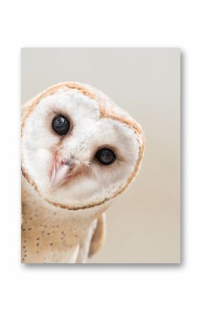 common barn owl ( Tyto albahead ) close up