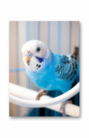 Blue budgie