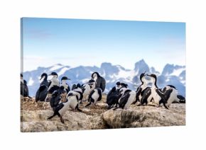 Cormorants - sea birds in Beagle Channel, Ushuaia, Argentina