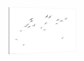 silhouette of a flock of birds on a white background