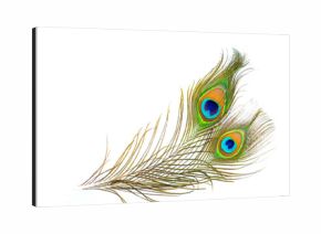 colorful pattern on peacock feather isolated