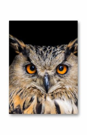 Portrait of eagle owl on black background